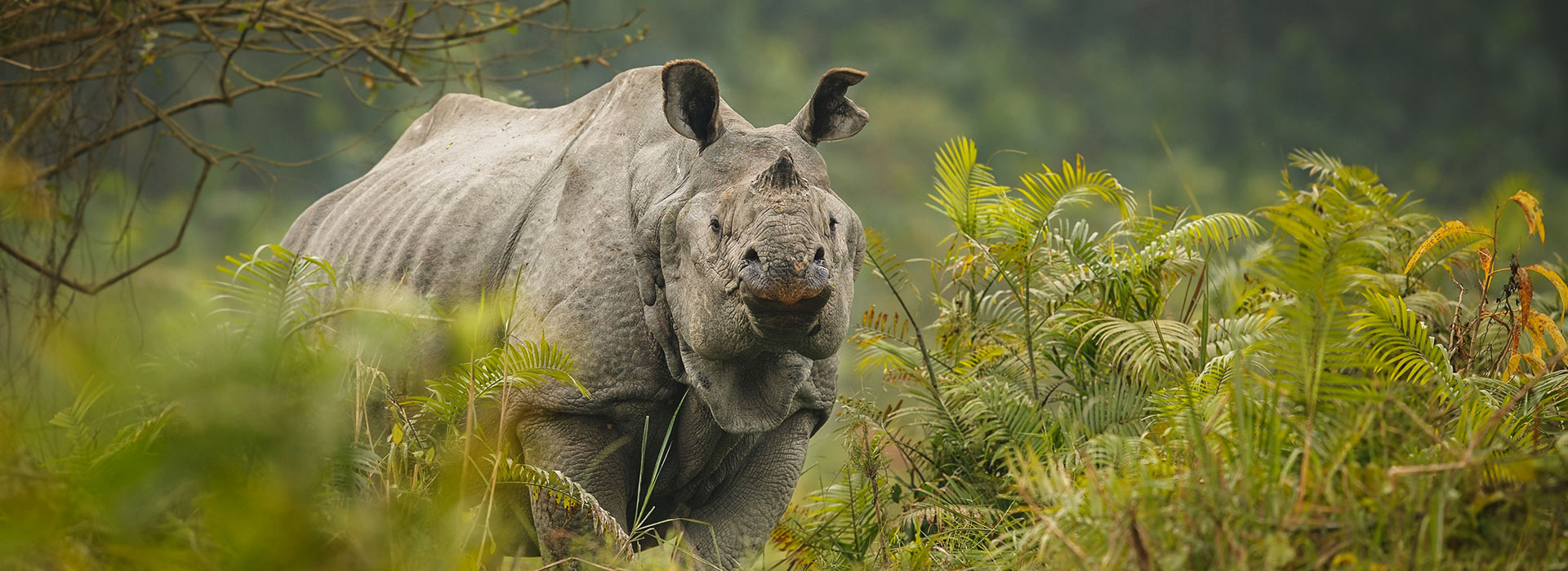 Dooars Jaldapara Gorumara Trip